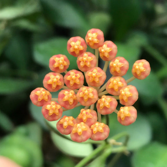 Hoya panchoi Philippines IML 0260 H137