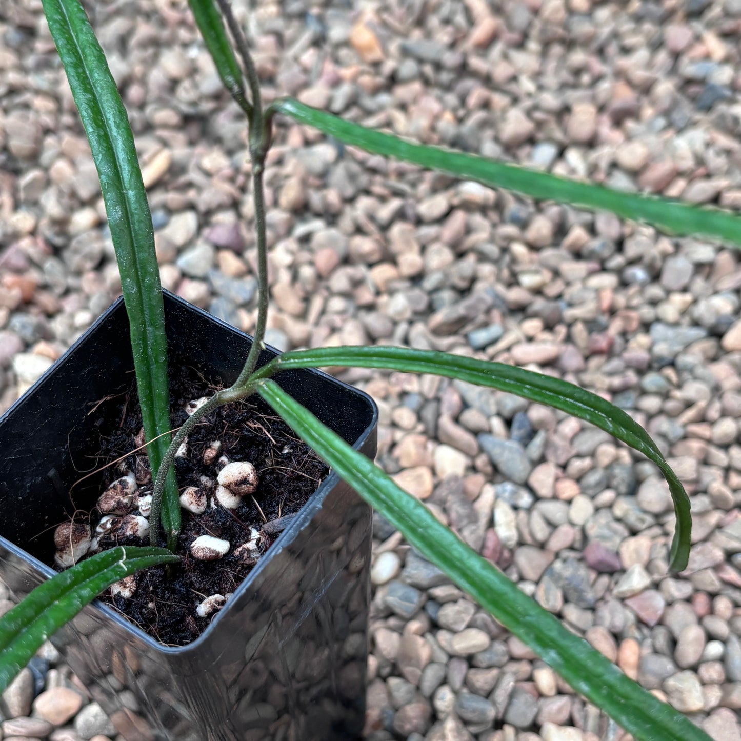 Hoya insularis H431