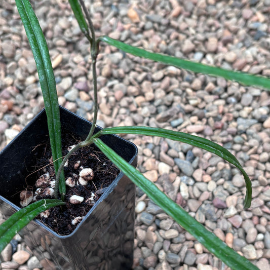 Hoya insularis H431