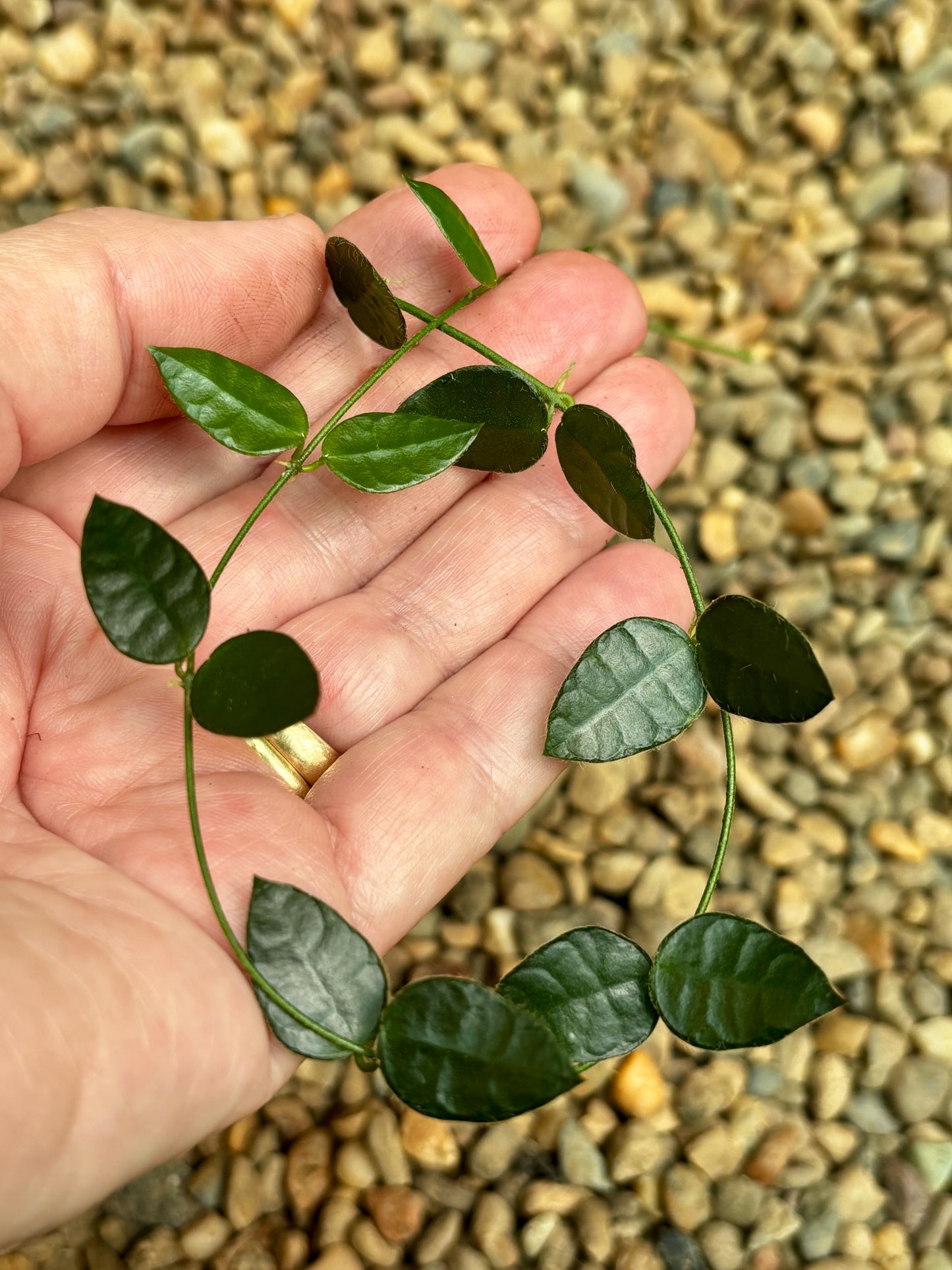 Dischidia hirsuta D23