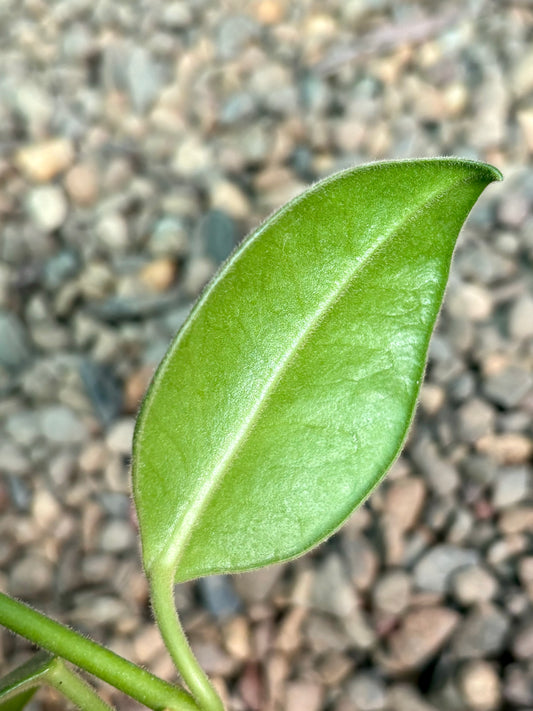 Hoya gigas H345