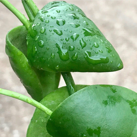 Dischidia aff. imbricata Omea IML 1079 D8