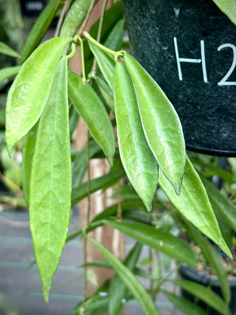 Hoya longifolia IML 0185 H257