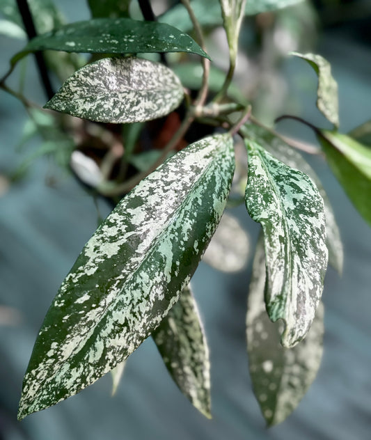 Hoya pubicalyx 'Chinese Black' H407