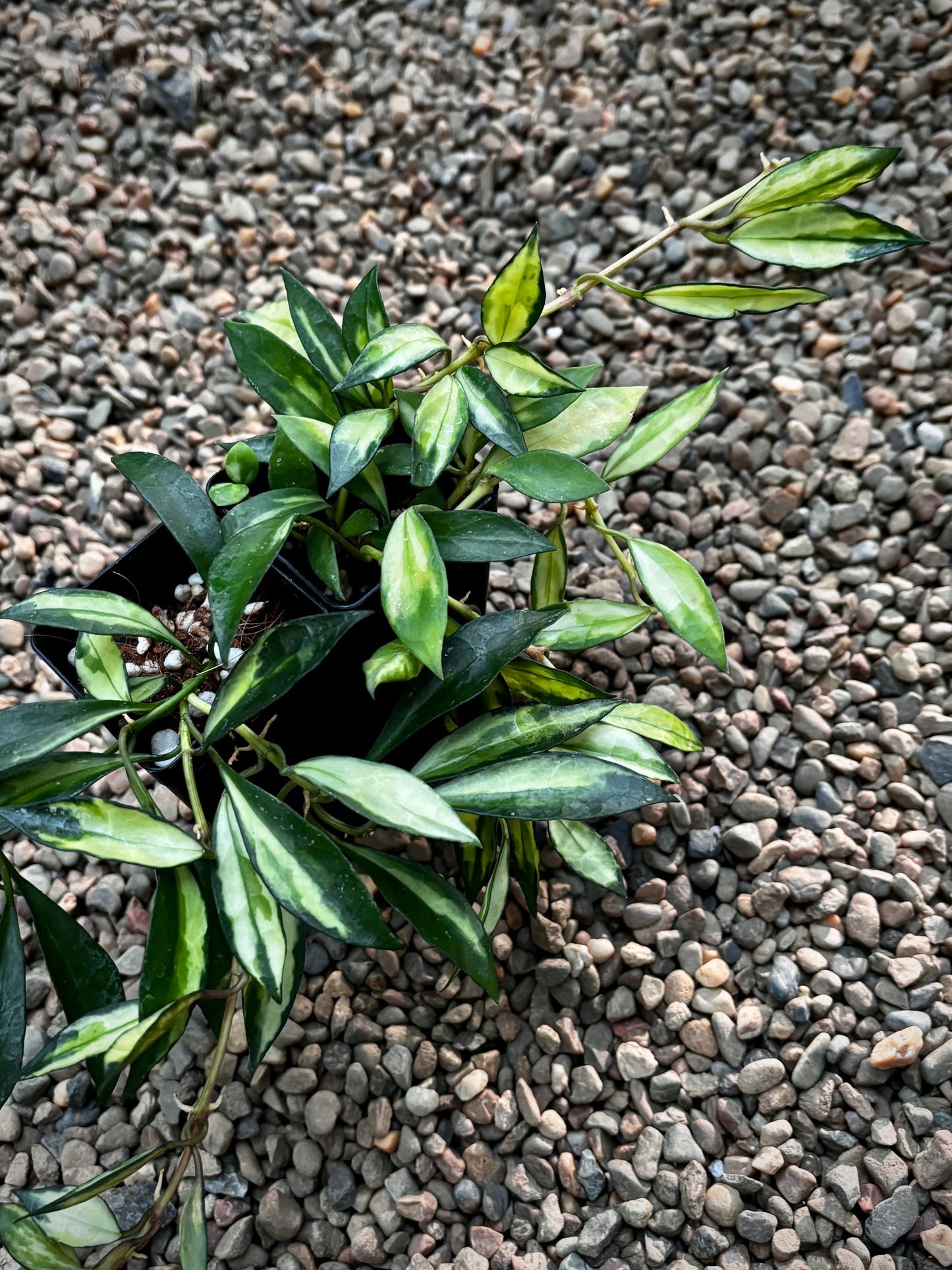 Hoya lacunosa (variegata) H386