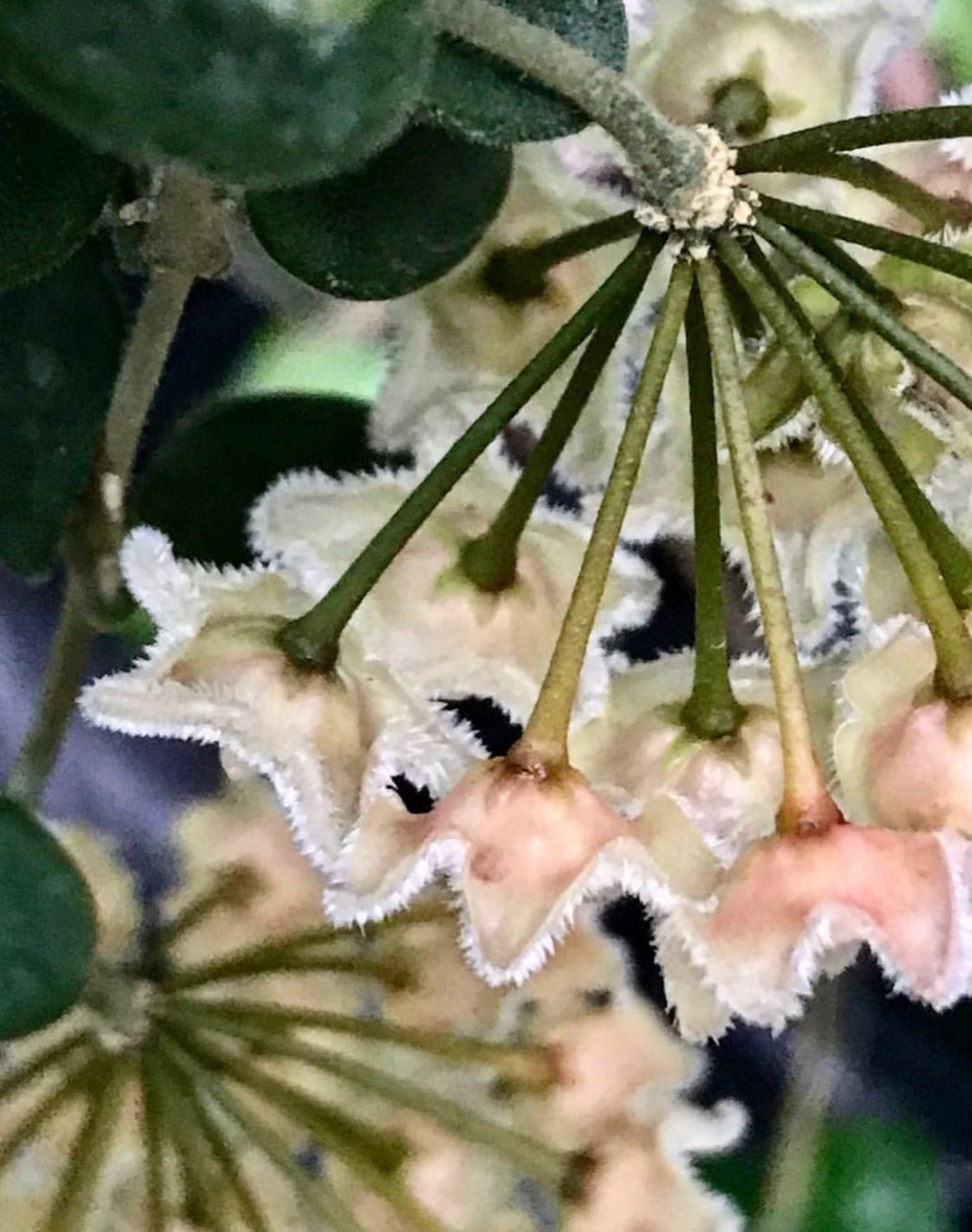 Hoya serpens H176