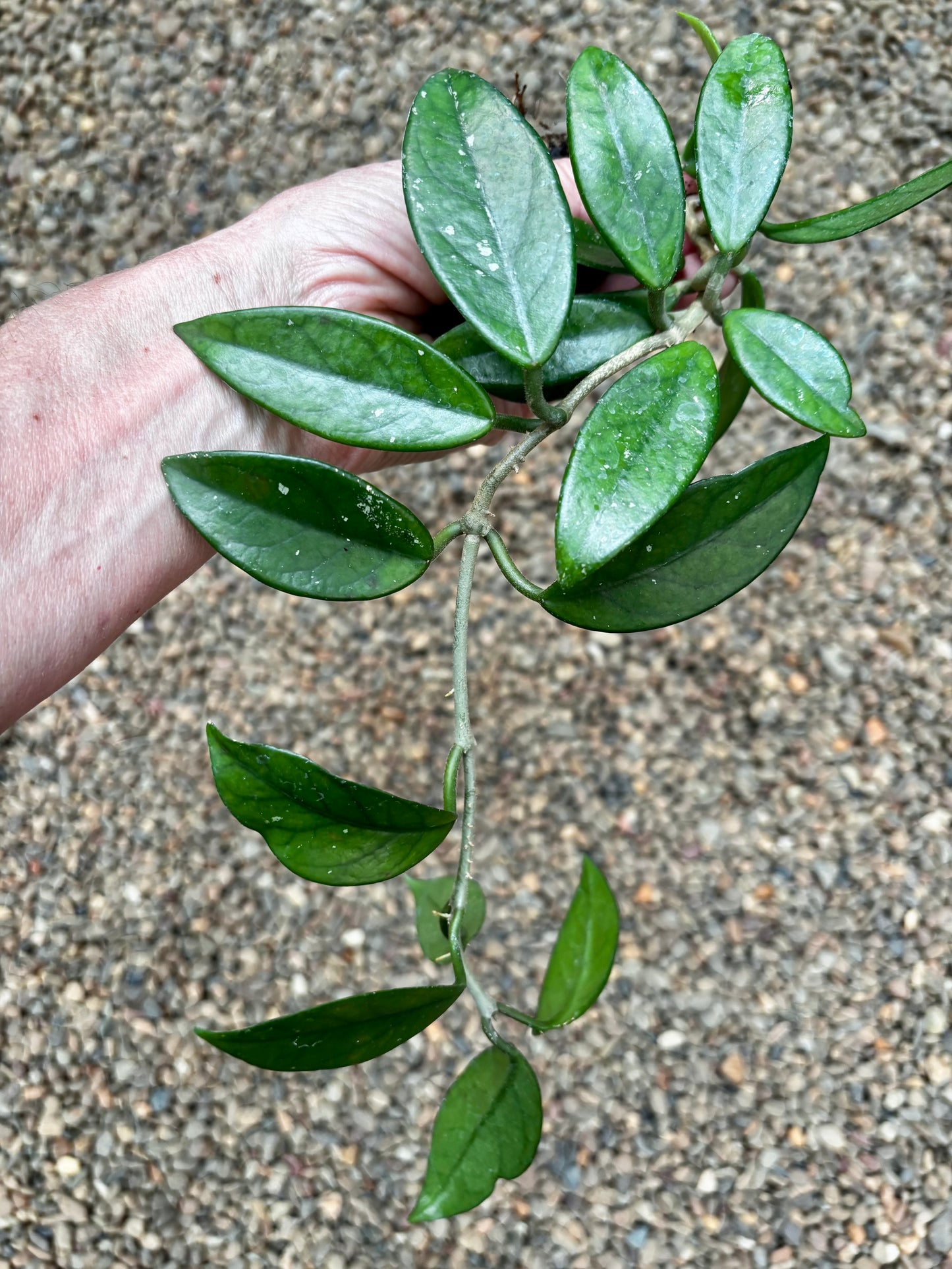 Hoya crassifolia China IML 0142 H228