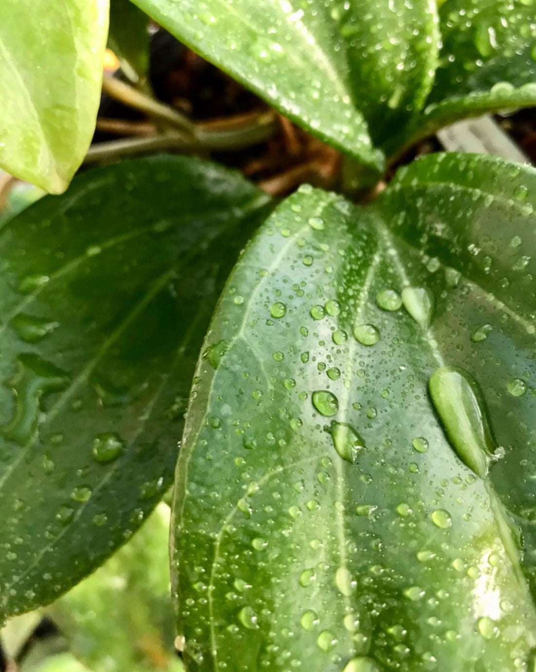 Hoya merrillii Philippines IML 0850 H129