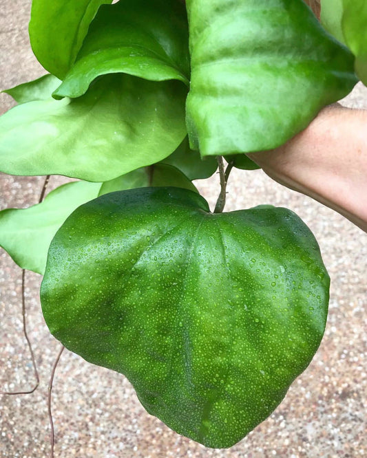 Hoya pentaphlebia IML 0391 H249