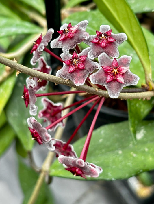 Hoya pubicalyx ‘Red Buttons’ IML 0268 H323