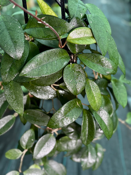 Hoya pubicalyx X fungii H363