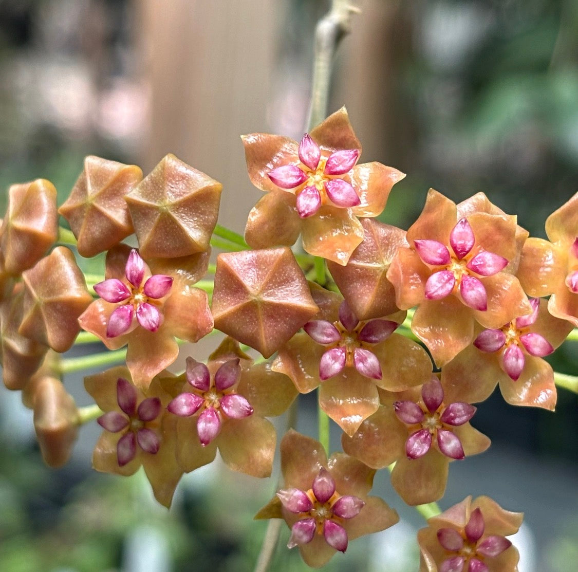 Hoya palawanica IML 1605 H254