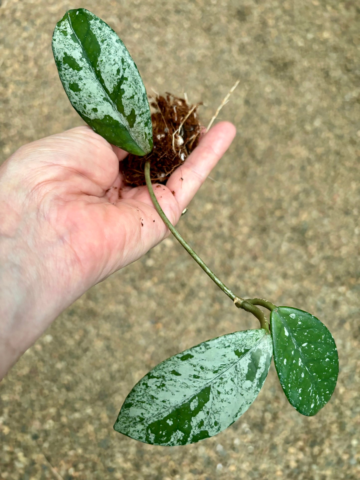 Hoya carnosa 'Wilbur Graves' H372