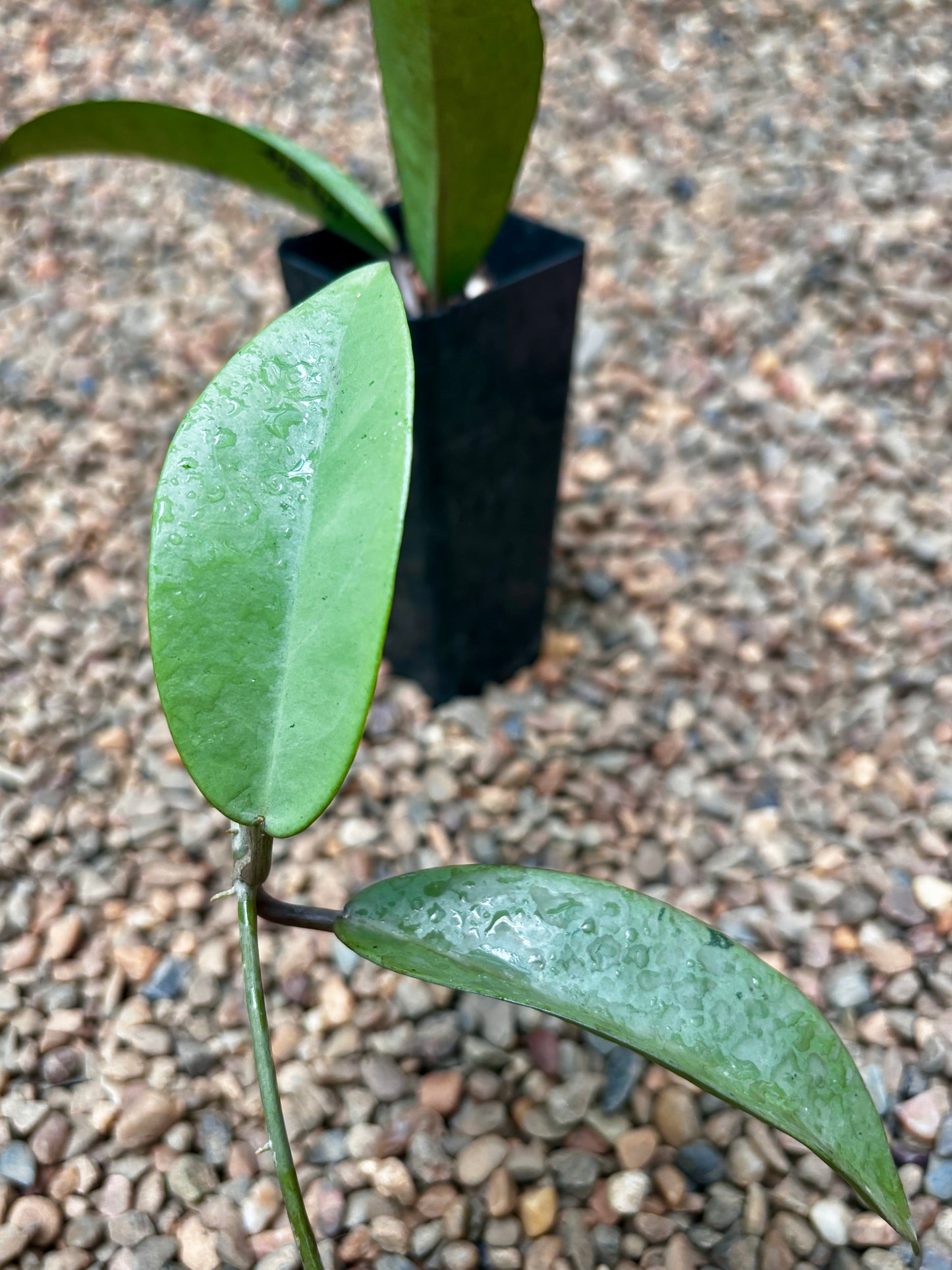 Hoya 'Silver Dollar' H484