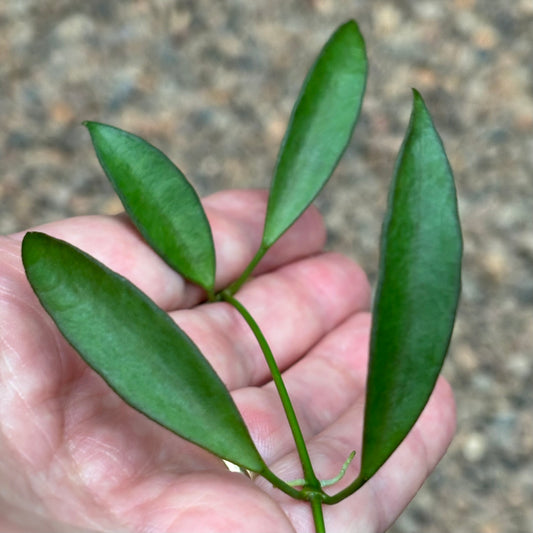 Hoya tsangii H7