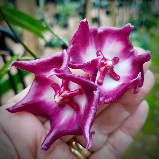 Hoya macgillivrayi 'Langkelly Ck. Qld.' IML 0015 H63
