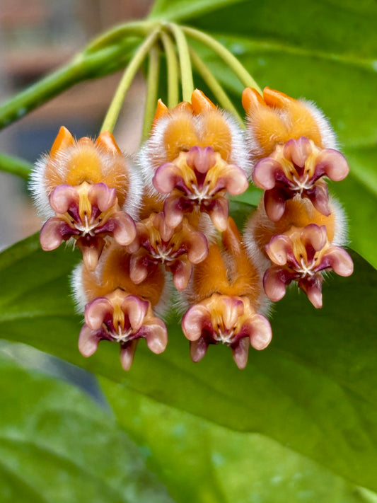 Hoya praetorii H438