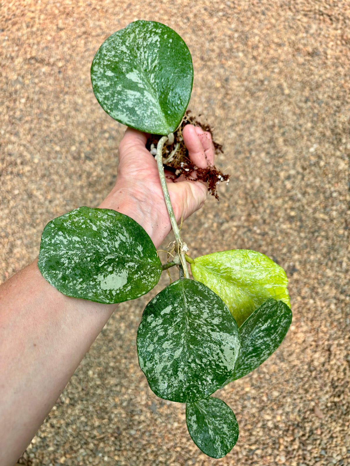 Hoya obovata (splash) H272