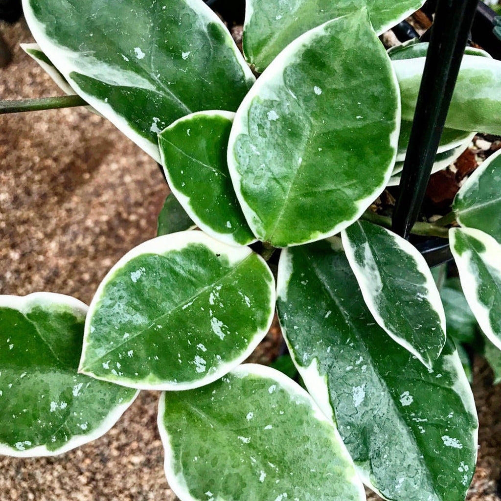 Hoya carnosa 'Tricolor' IML 0077 H130