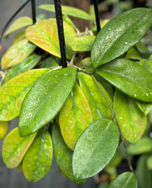Hoya species 'Pink' H193