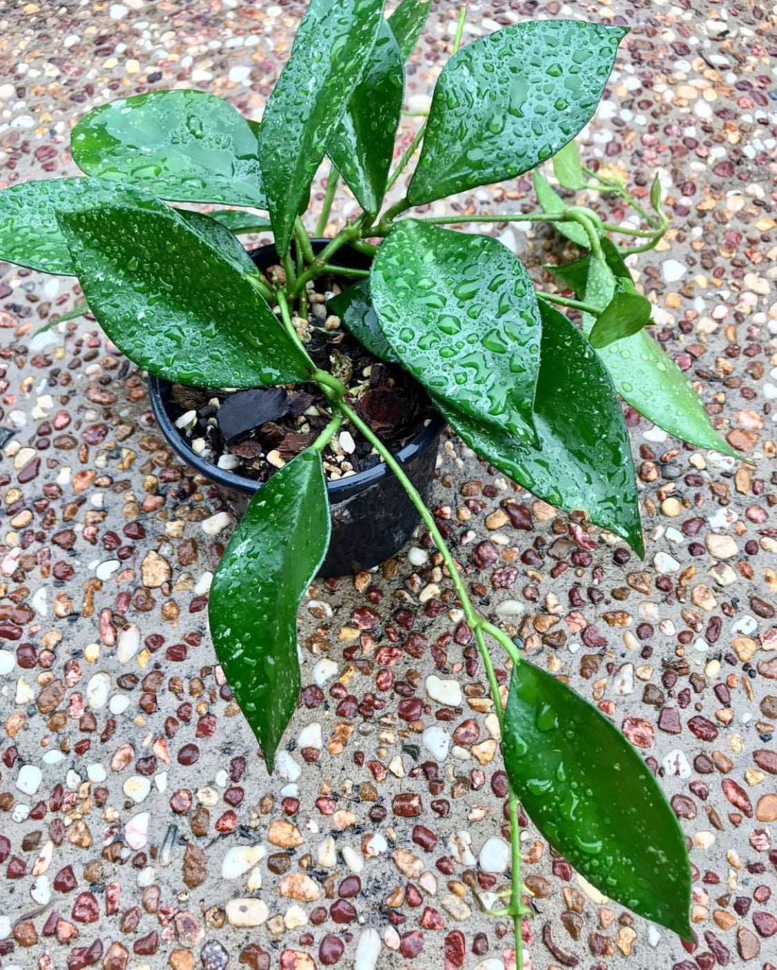 Hoya nabawanensis Malaysia IML 0078 H333