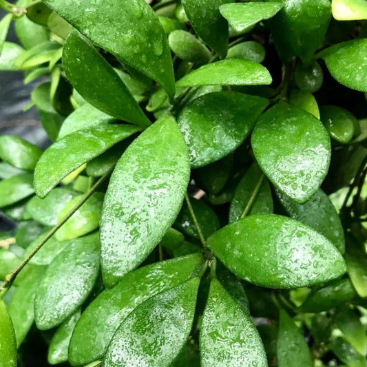Hoya pallilimba IML 1691 H248