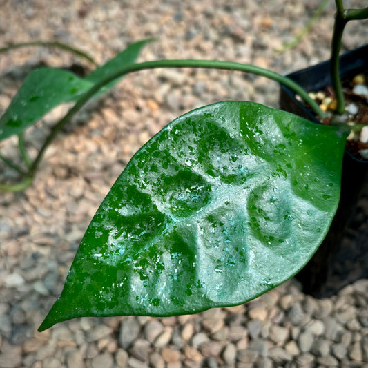 Hoya rundumensis Sarawak IML 1212 H126