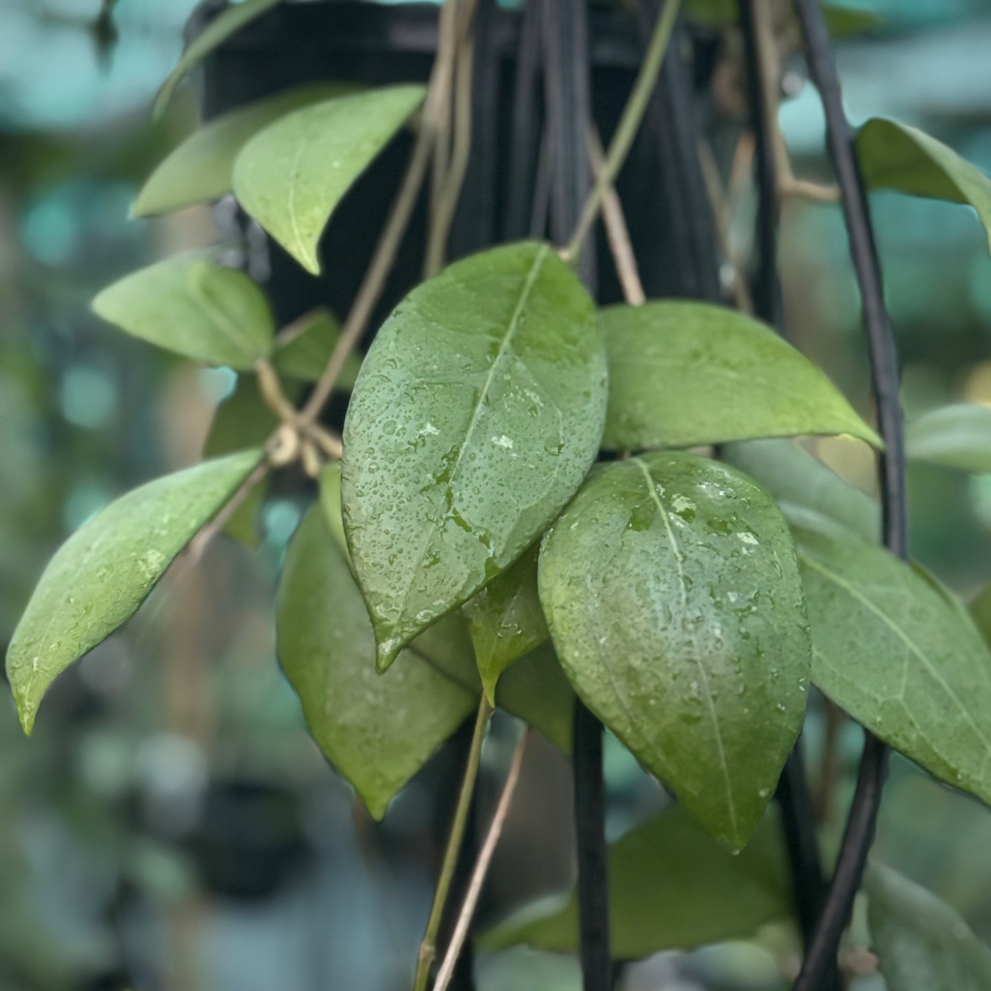 Hoya erythrostemma (pink) IML 1504 H231