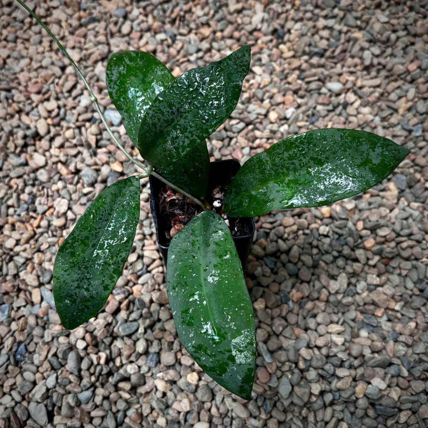Hoya 'Ruthiae' H450