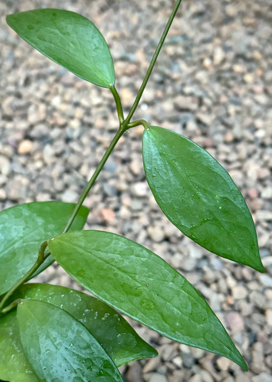 Hoya flavida IML 0118 H277