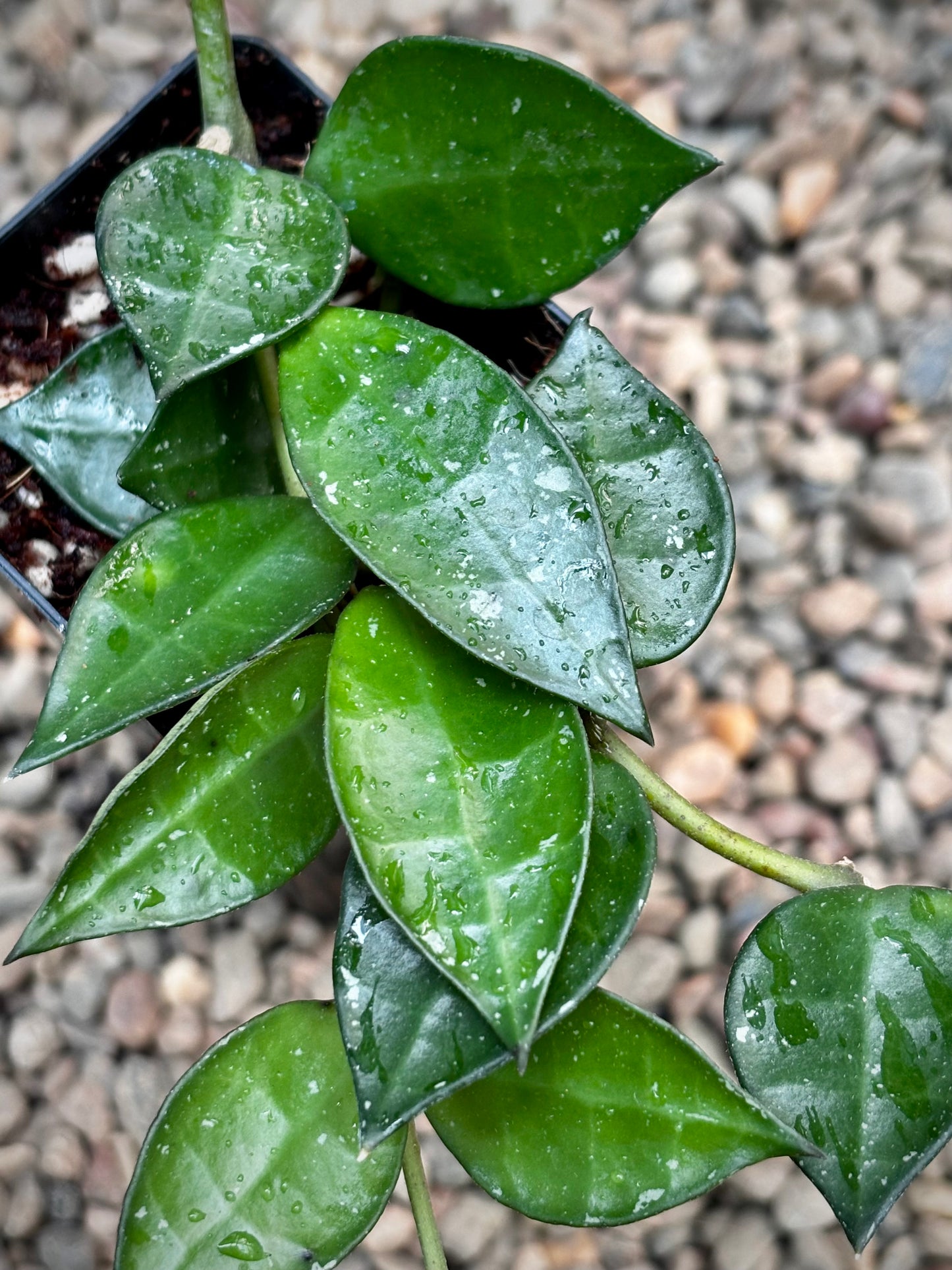 Hoya krohniana H309