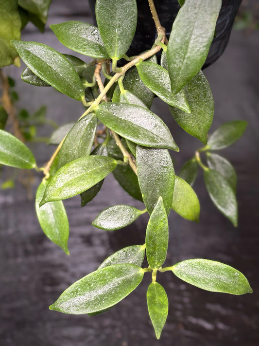 Hoya australis ssp. australis - pointy leaf H28