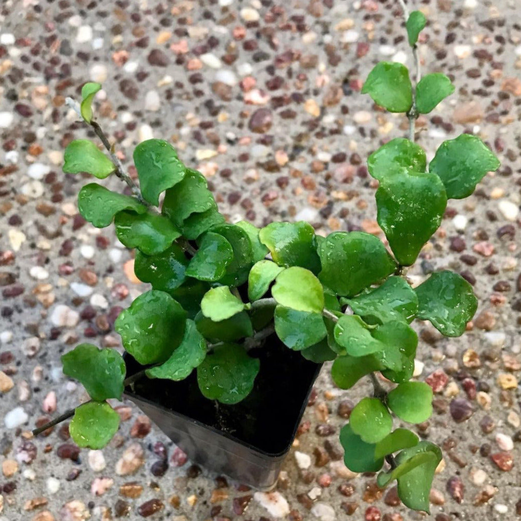Hoya kanyakumariana IML 1580 H238