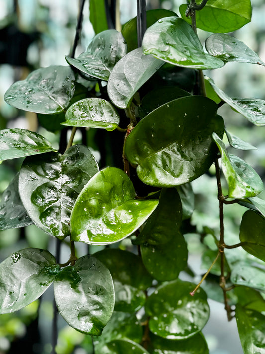 Hoya carnosa Krinkle (giant) H305