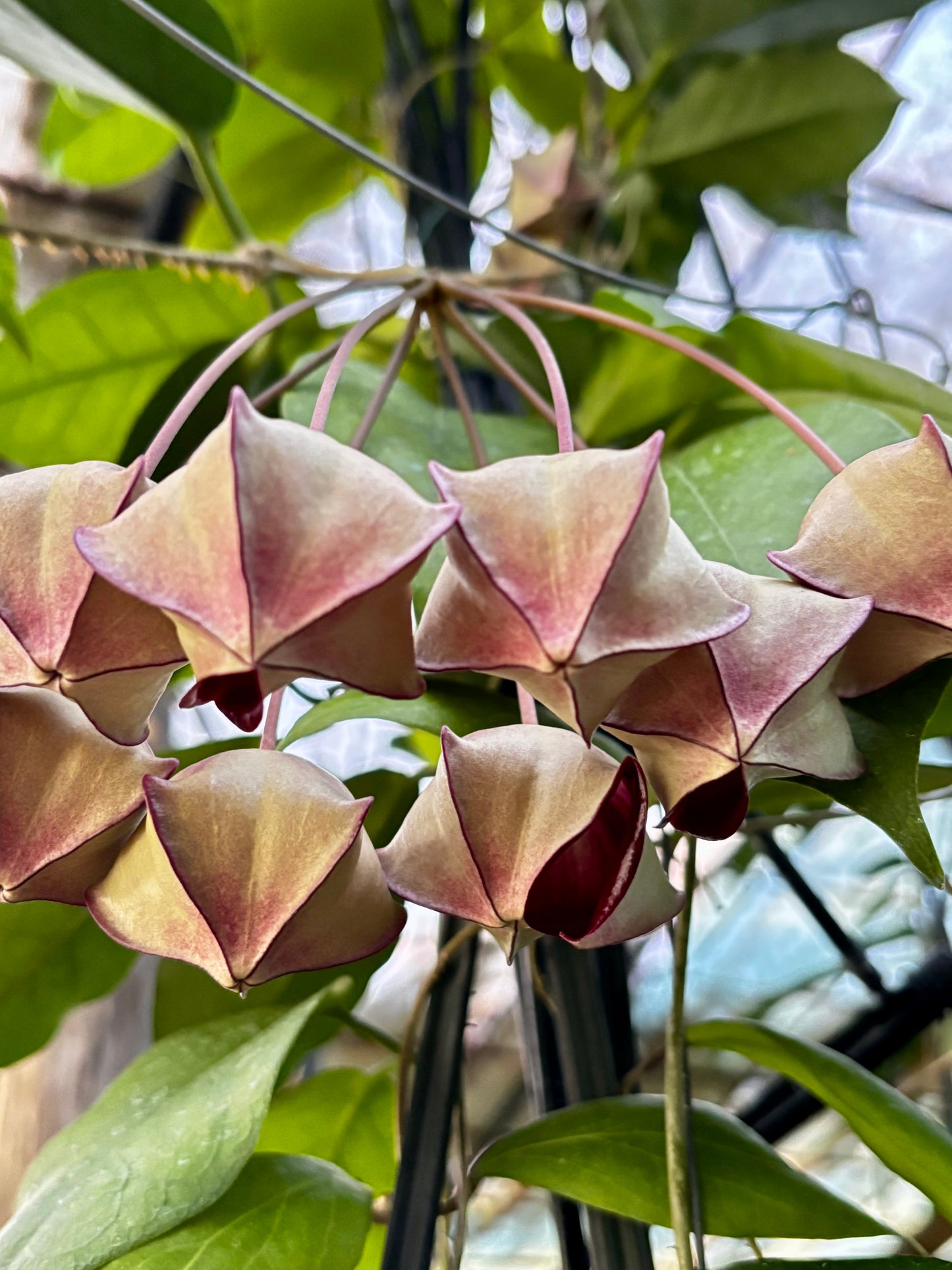 Hoya macgillivrayi H34