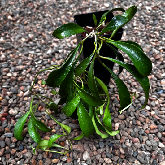 Hoya soidaoensis H421