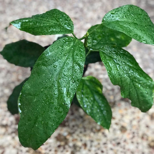 Hoya lasiantha IML 1766 H320