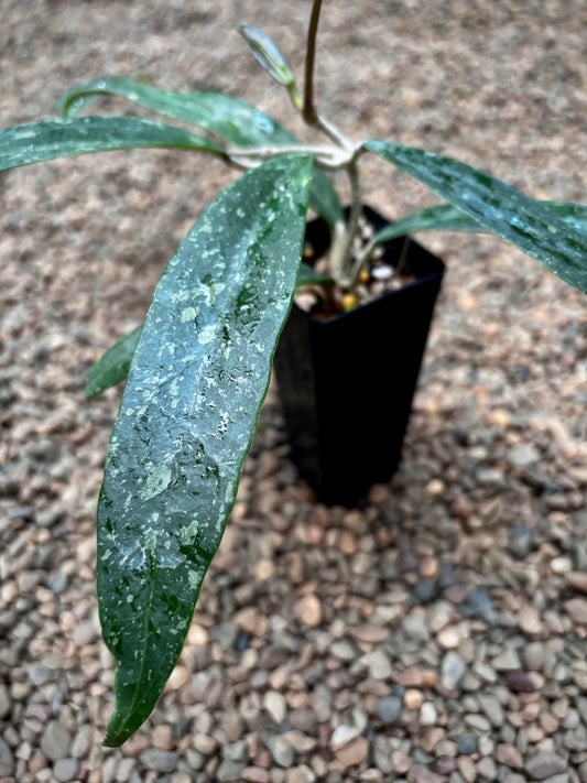 Hoya sp. Phu Kradueng Loei Province SR 2007-13 H424