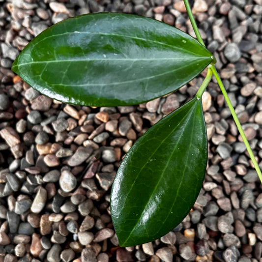 Hoya hanhiae (yellow) H436