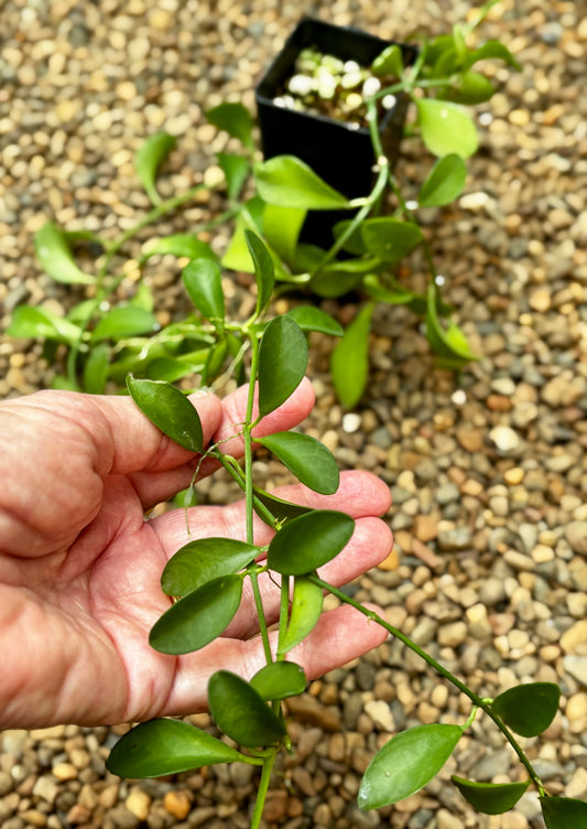 Dischidia oiantha (ironinensis) IML 0836 D10