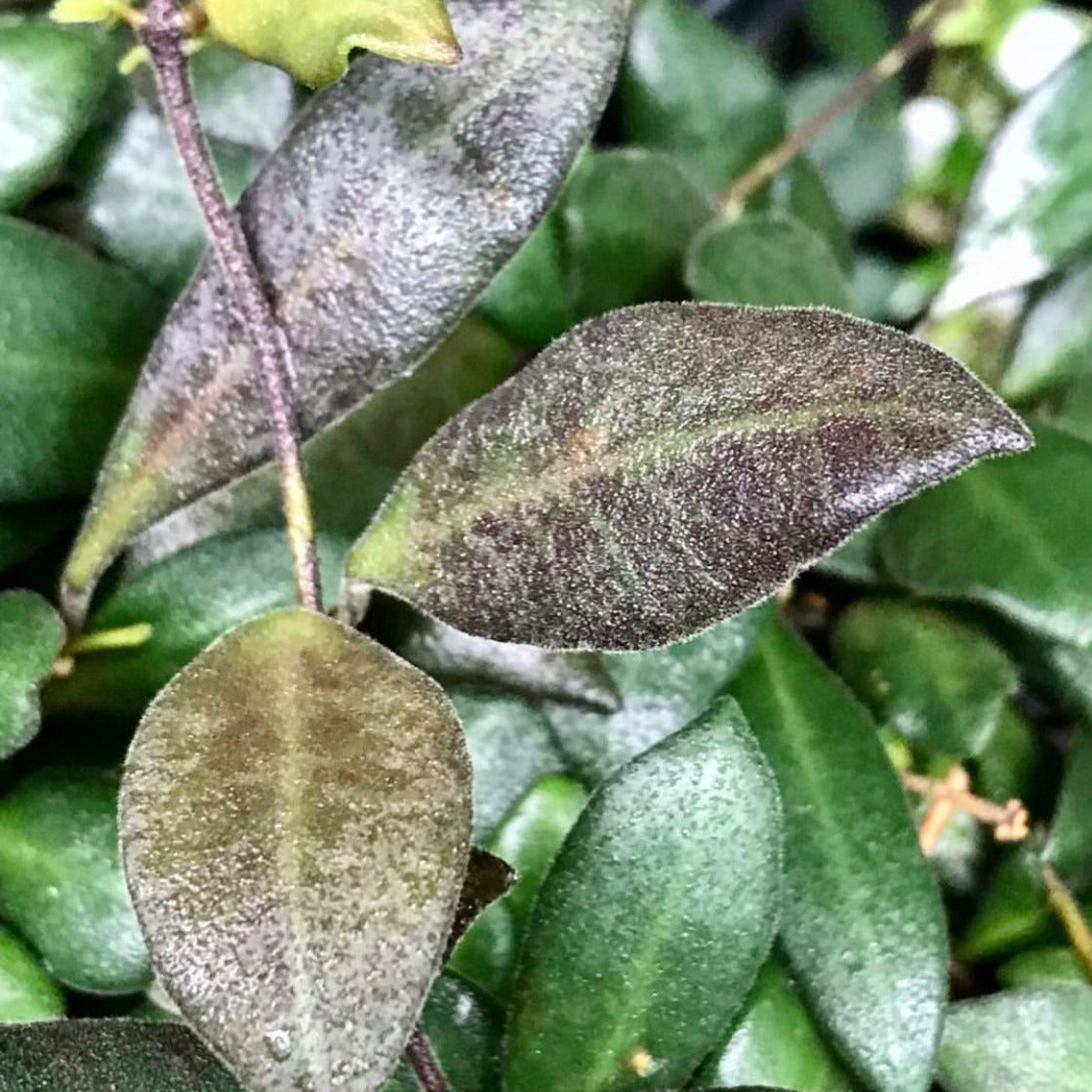 Hoya burtoniae IML 0724 H95