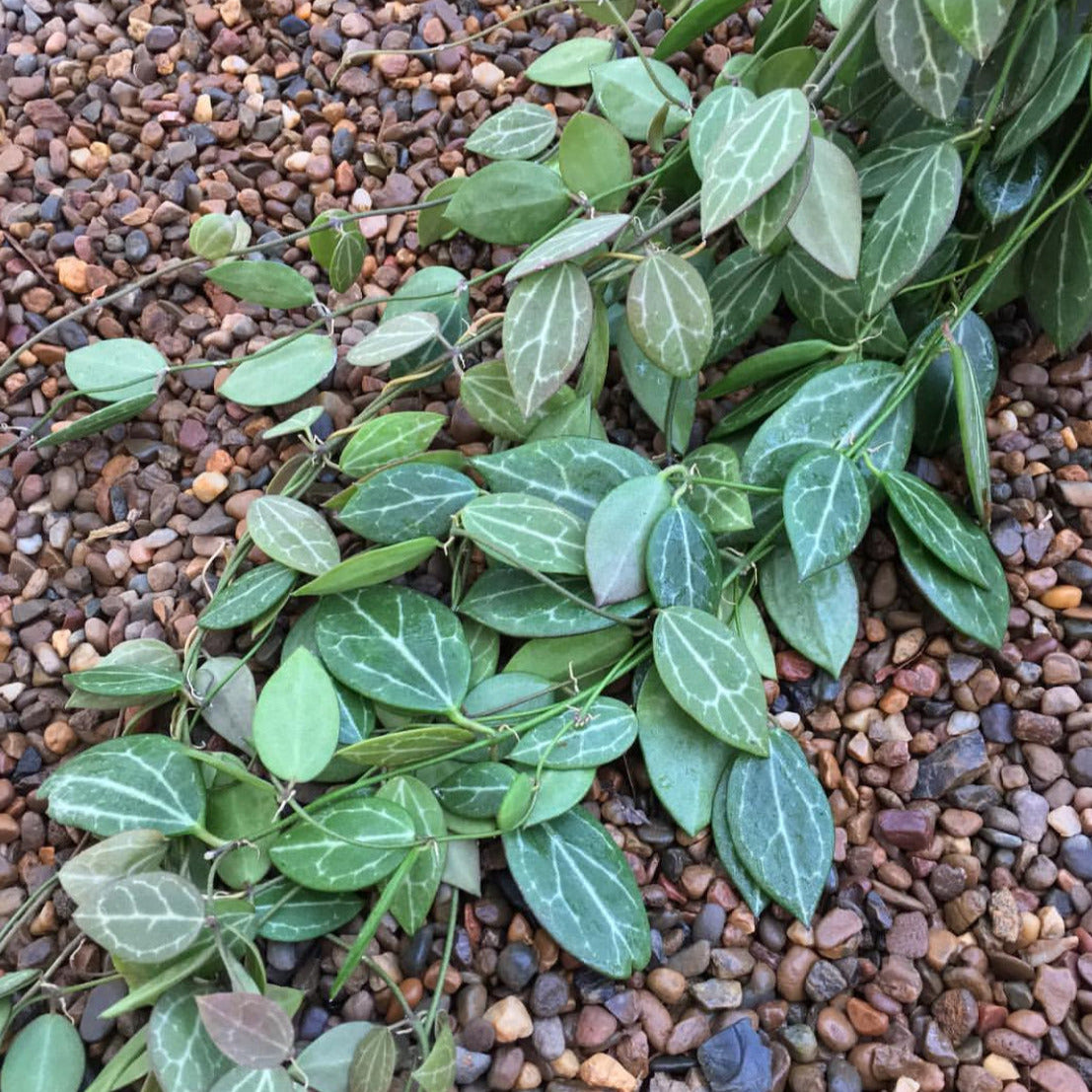 Dischidia ovata D21