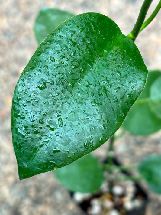 Hoya coronaria H114