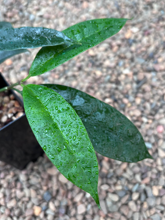 Hoya thuathienhuensis H480