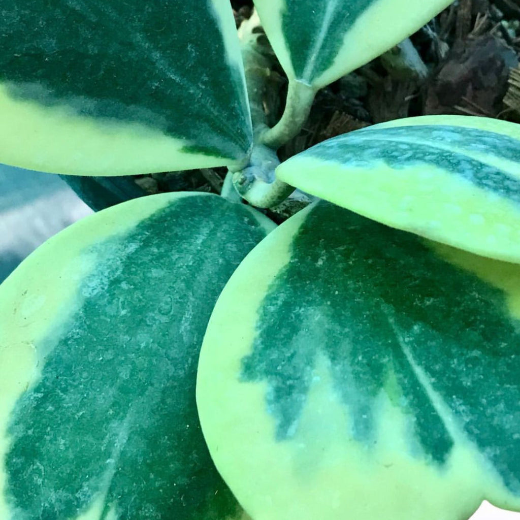 Hoya kerrii (albomarginata) H48