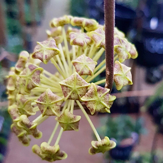 Hoya lambii H144