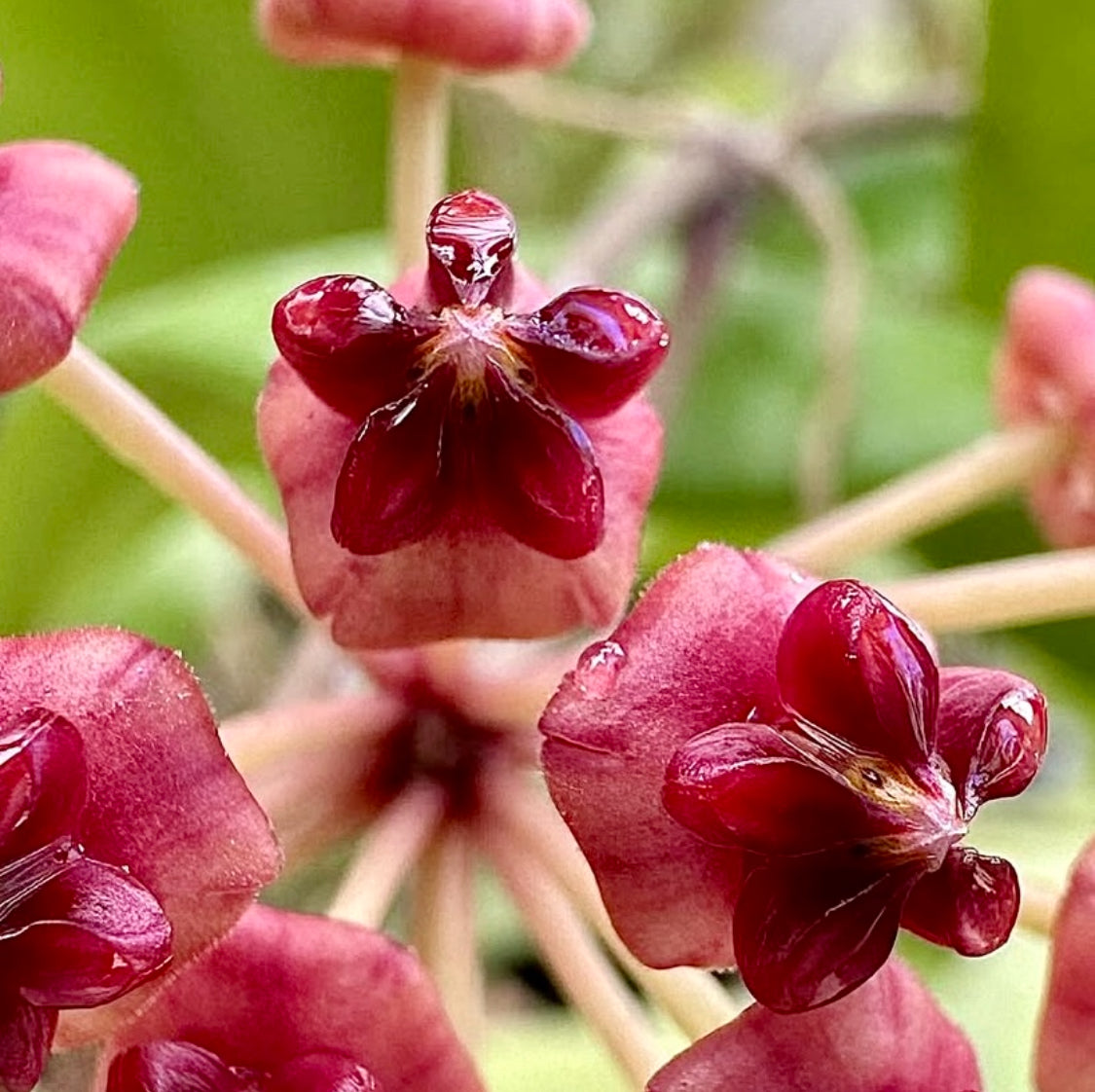 Hoya lucardenasiana H445