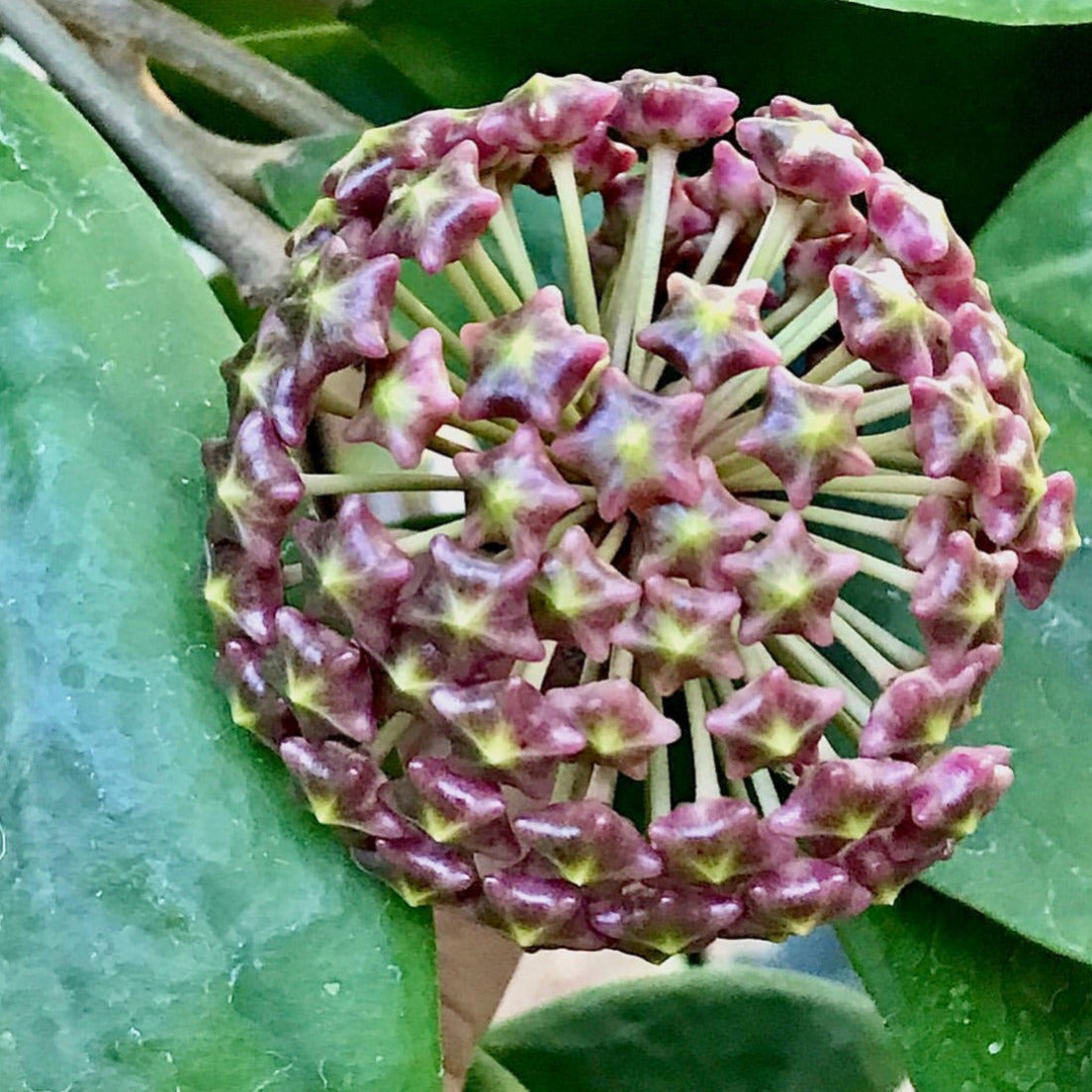 Hoya mindorensis H40