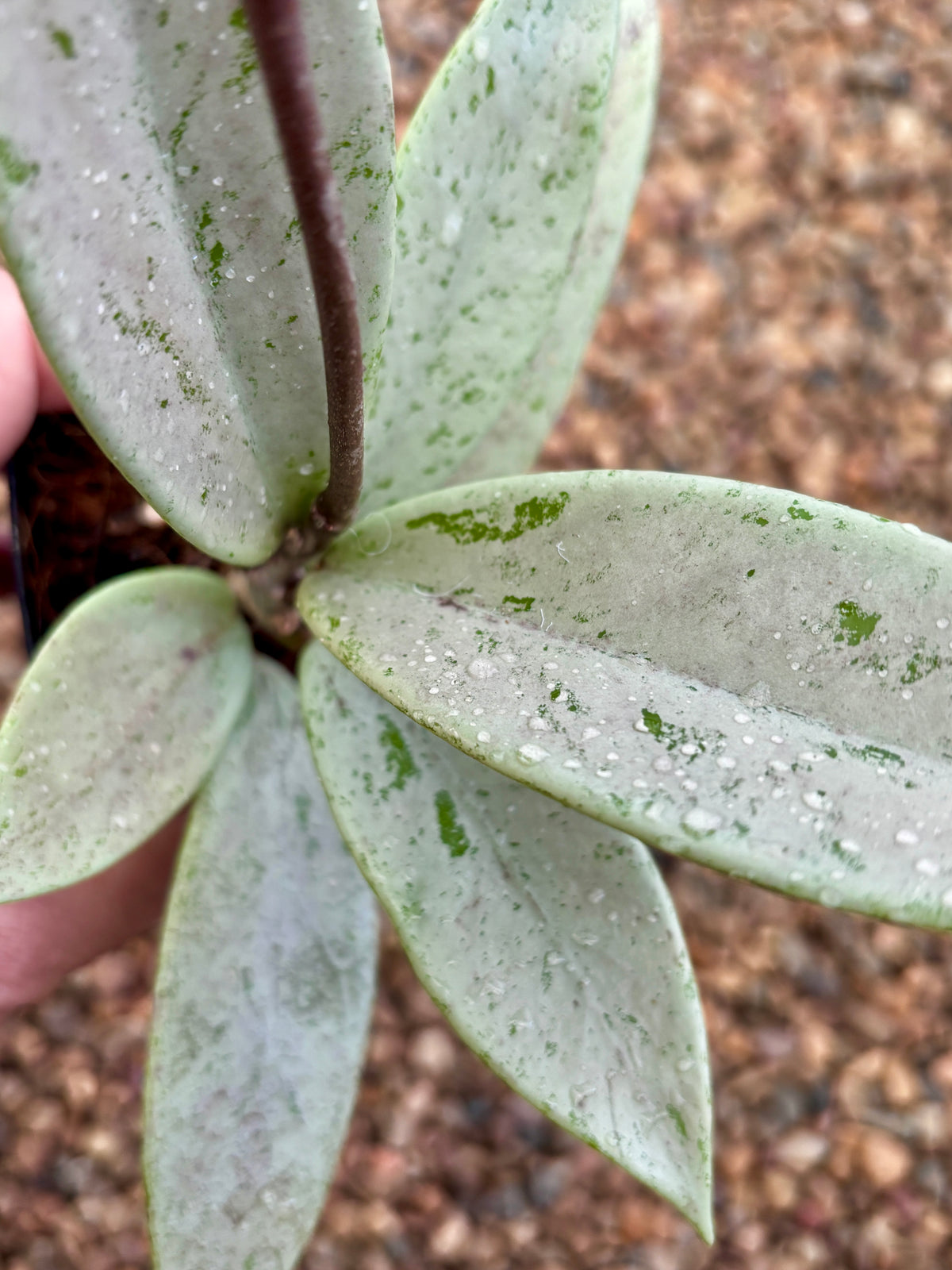 Hoya pubicalyx 'Pink Silver Ghost' H491