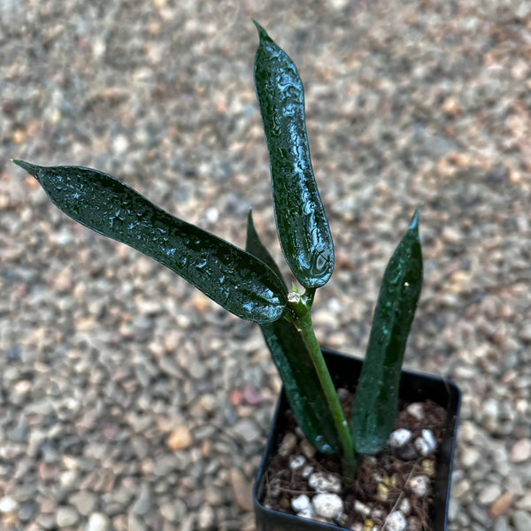 C12ADA6C-86BD-4BC1-9048-